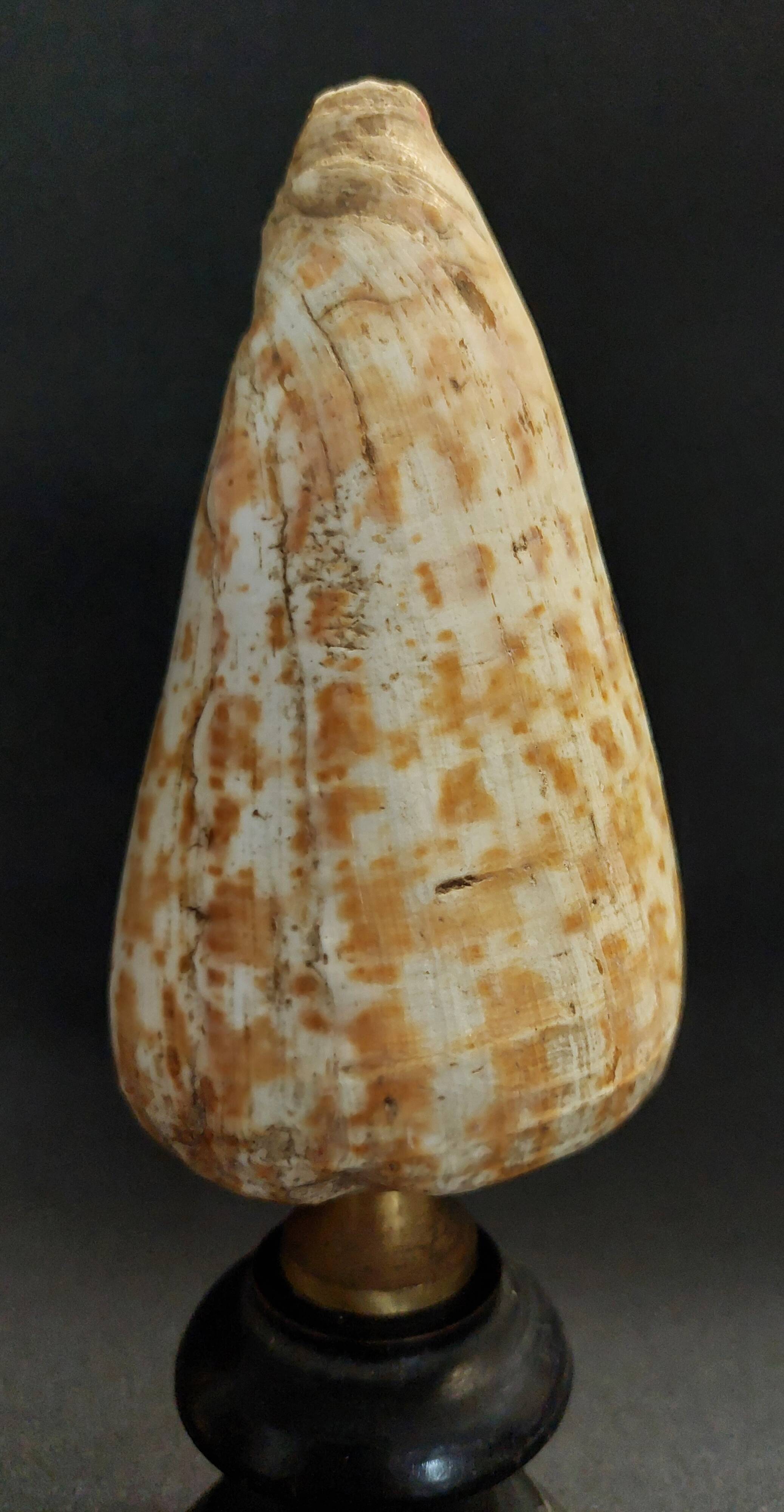 Cabinet of Curiosities Conus Pulcher Shell on Base