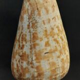 Cabinet de Curiosités coquillage conus pulcher sur socle