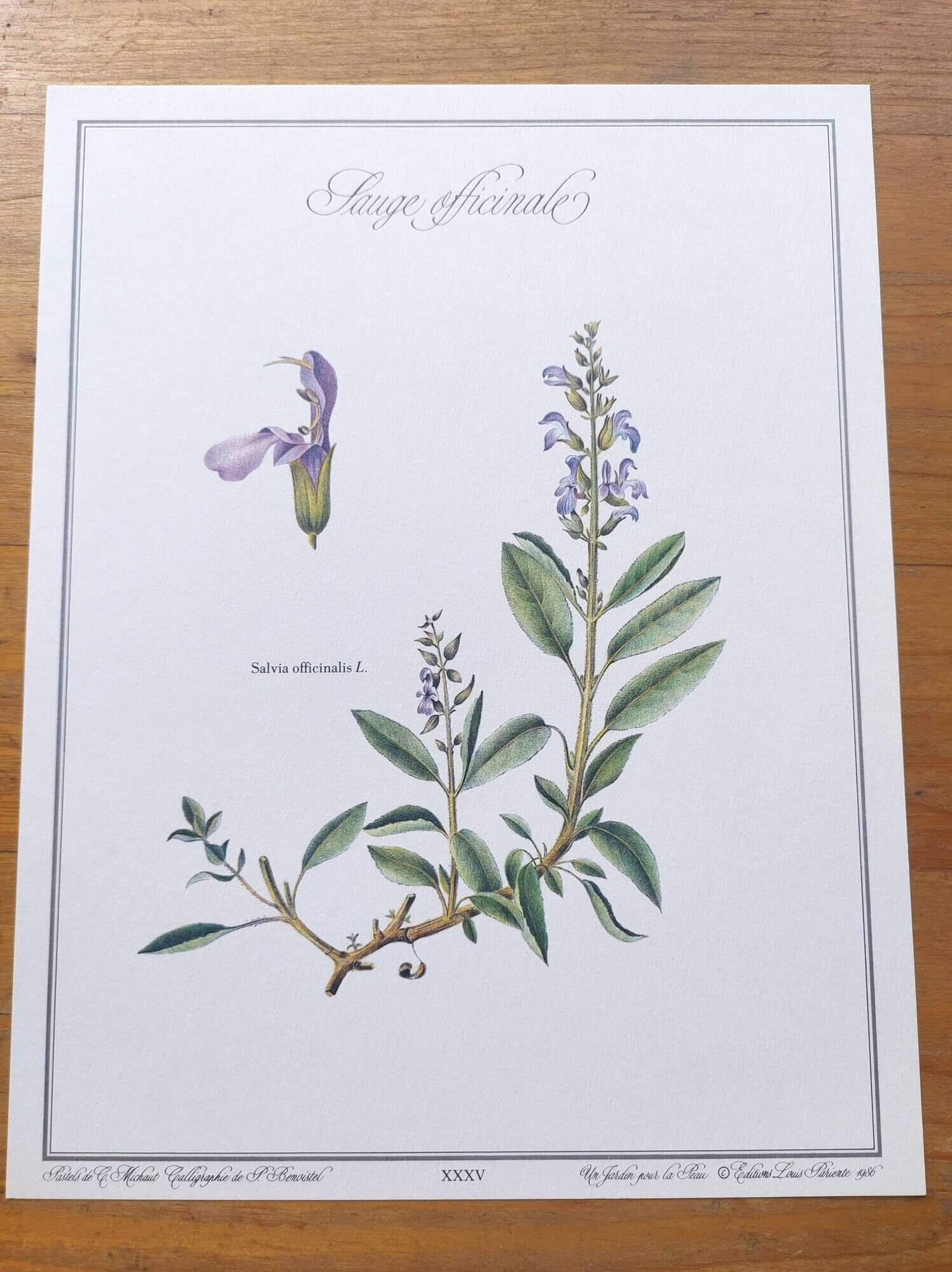 Botanical plate -Sage Officinale- Illustration of medicinal plants and herbs. Pastels