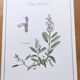 Botanical plate -Sage Officinale- Illustration of medicinal plants and herbs. Pastels