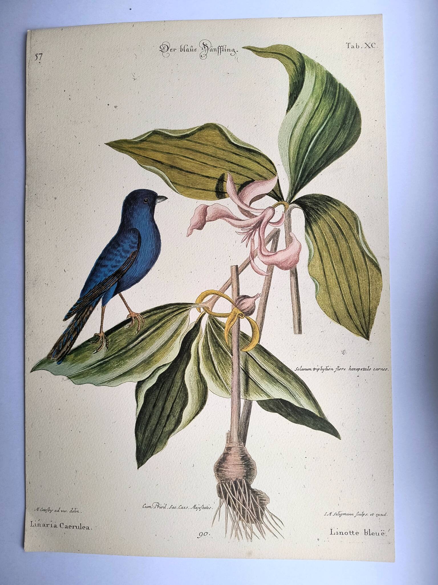 Antique bird engraving - Blue Linnet - Ornithological plate by Seligmann