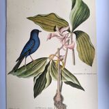 Gravure ancienne oiseau -Linotte Bleue- Planche ornithologique de Seligmann