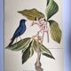 Antique bird engraving - Blue Linnet - Ornithological plate by Seligmann