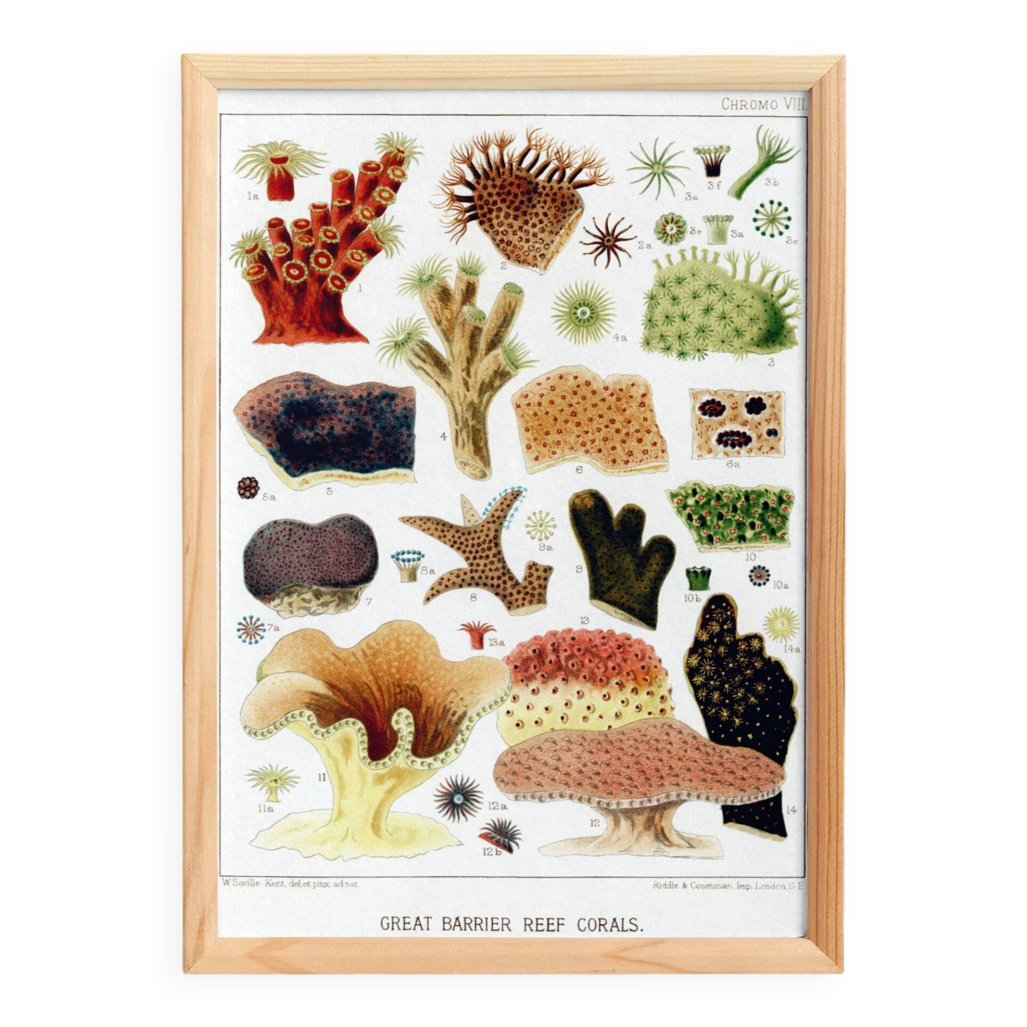 Affiche sur les coraux de la Grande Barrière de Corail, 1893