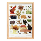 Affiche sur les coraux de la Grande Barrière de Corail, 1893