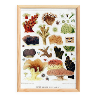 Affiche sur les coraux de la Grande Barrière de Corail, 1893