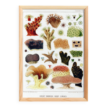 Poster about the corals of the Great Barrier Reef, 1893