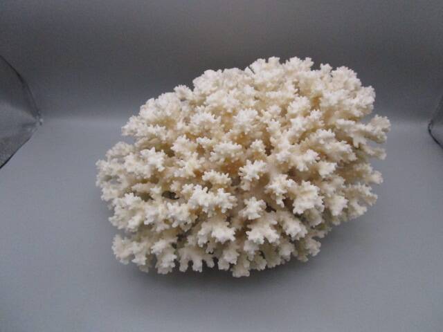 Large old white coral - 2.5kg
