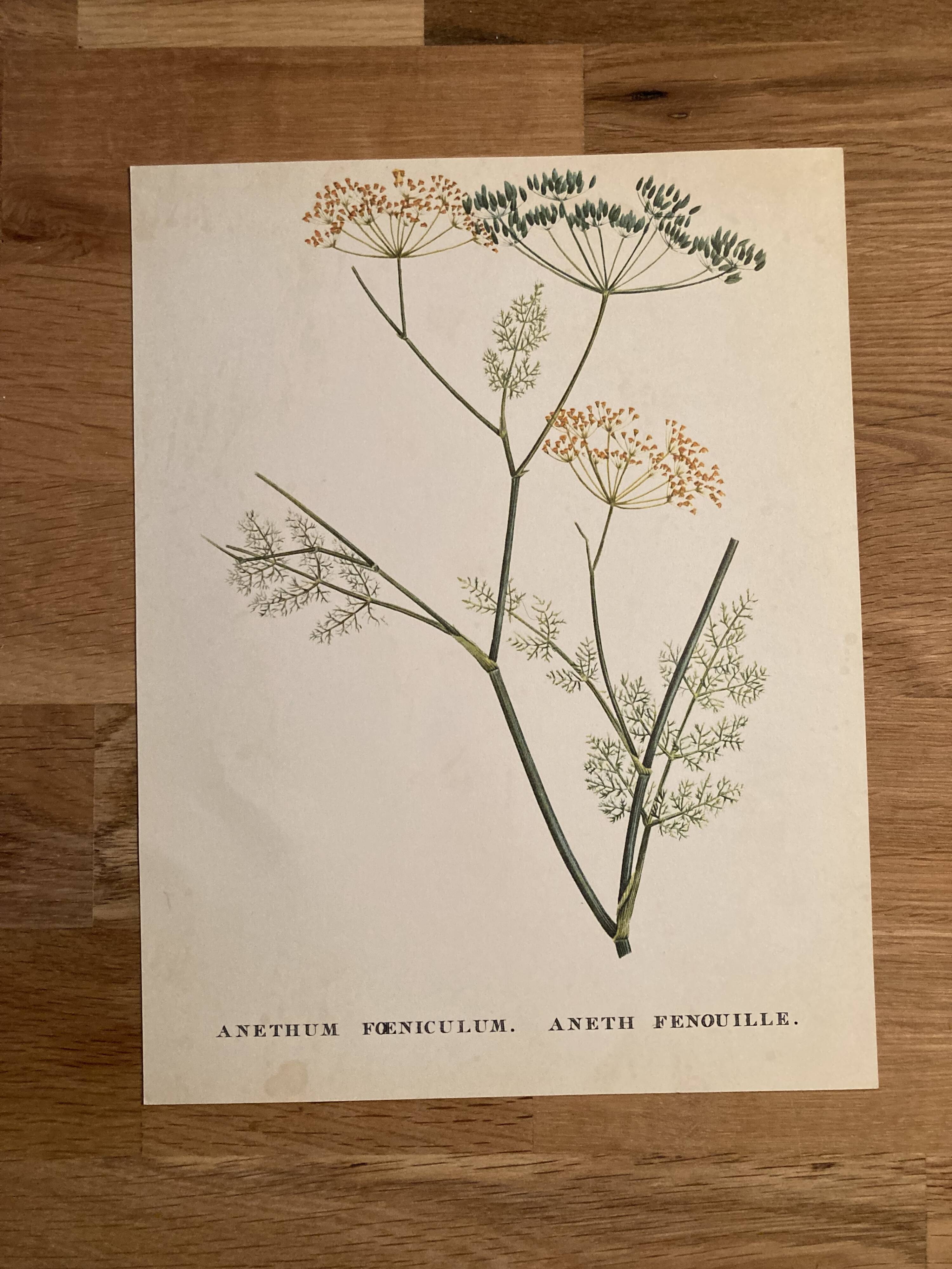 Botanical poster Anethum Feniculum