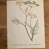 Affiche botanique Anethum Feniculum