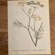 Affiche botanique Anethum Feniculum