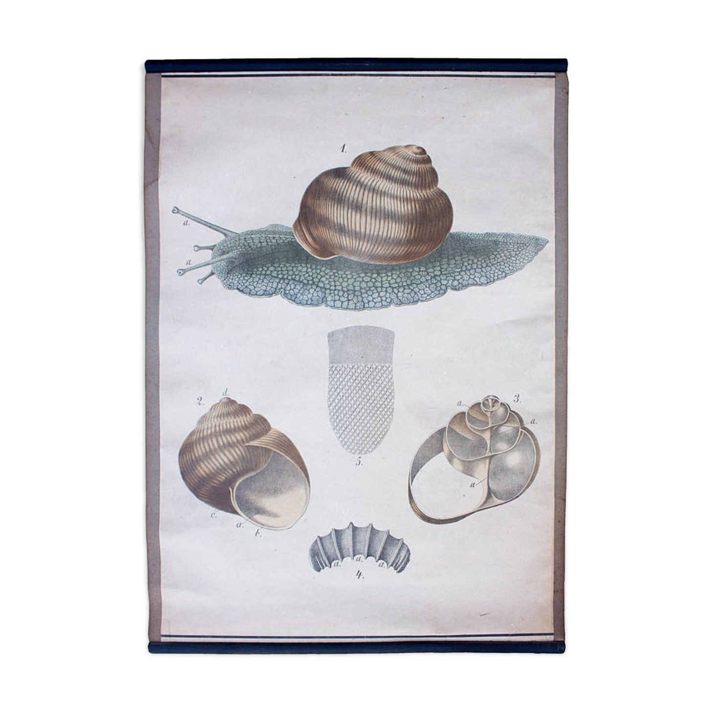 Educational poster, snail, lithograph, Karl Jansky, Böhmen, 1897