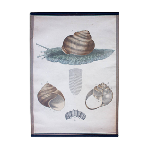 Affiche éducative, escargot, lithographie,