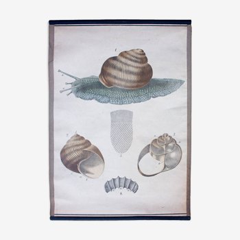 Educational poster, snail, lithograph, Karl Jansky, Böhmen, 1897