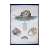 Educational poster, snail, lithograph, Karl Jansky, Böhmen, 1897