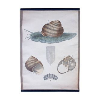 Educational poster, snail, lithograph, Karl Jansky, Böhmen, 1897