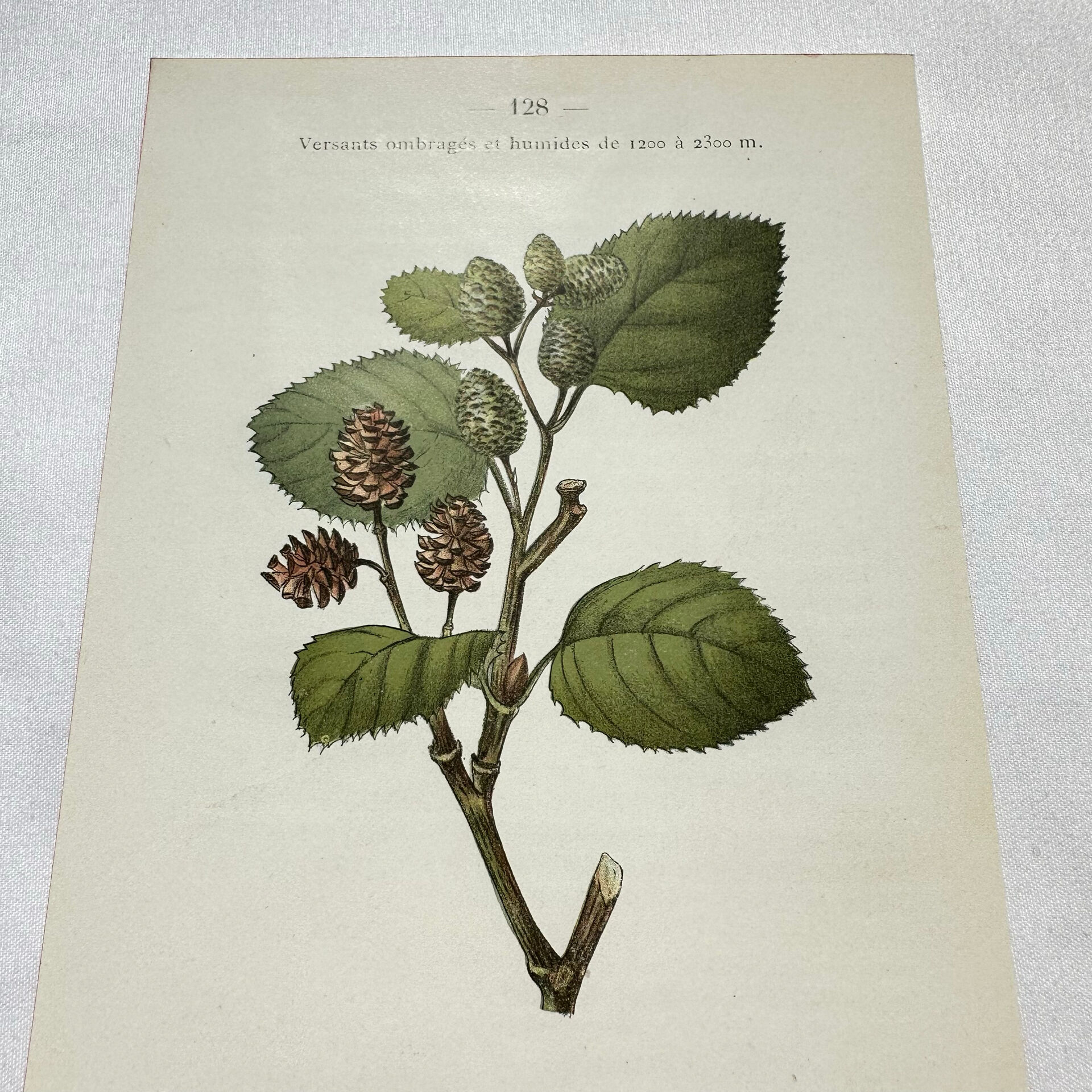 Old botanical engraving from the 19th century – Coloured botanical plates