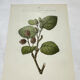 Old botanical engraving from the 19th century – Coloured botanical plates
