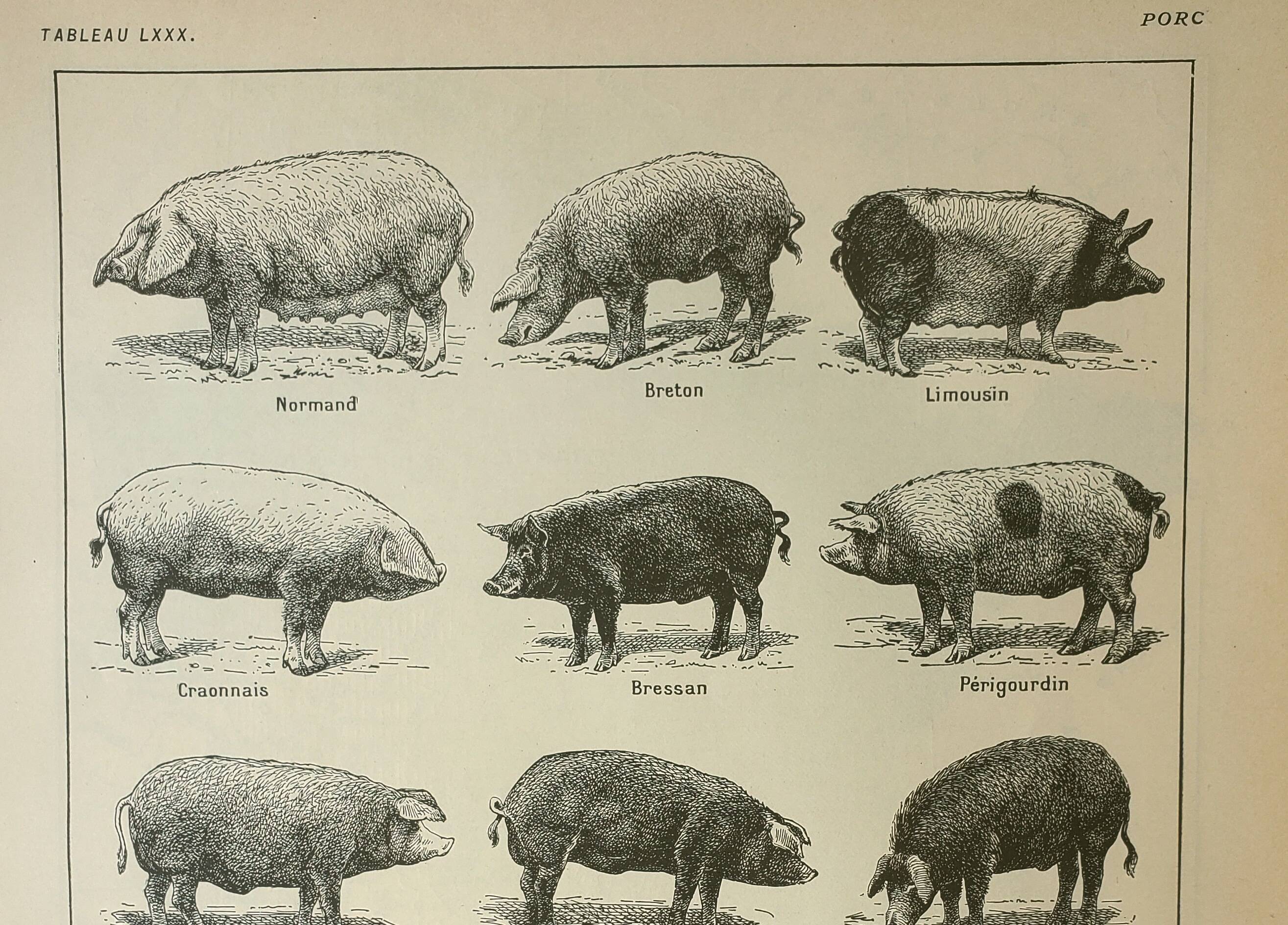 Old engraving 1922, Pig, pig, breeds, pig, butchery • Lithograph, Original plate