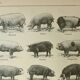 Old engraving 1922, Pig, pig, breeds, pig, butchery • Lithograph, Original plate