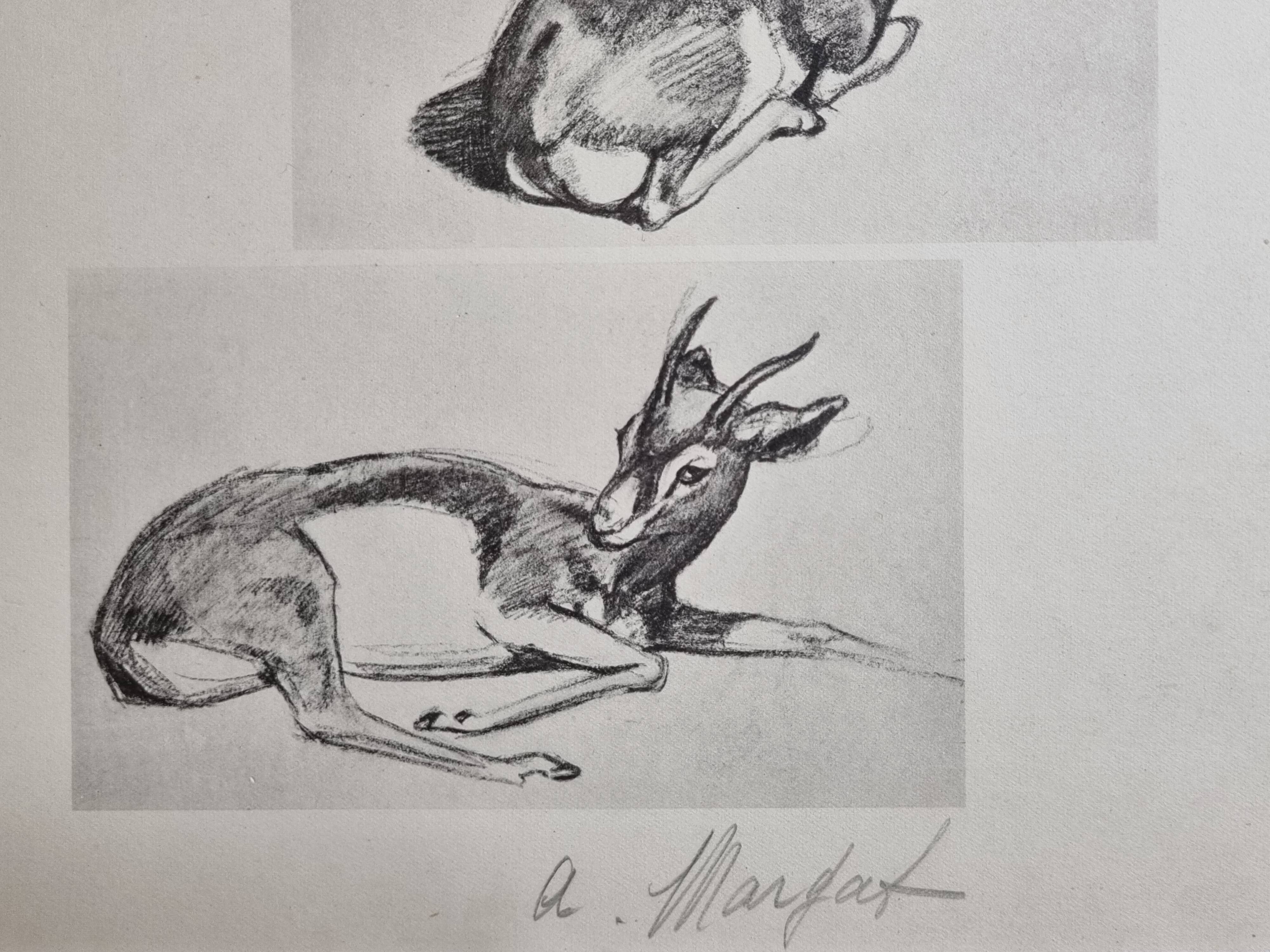 Illustrated plate, Gazelle Studies, Signed André Margat, 1930-1950