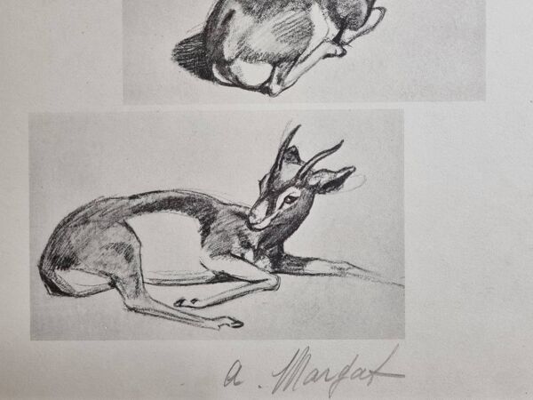 Planche illustrée, Études de Gazelle, Signée André Margat, 1930-1950