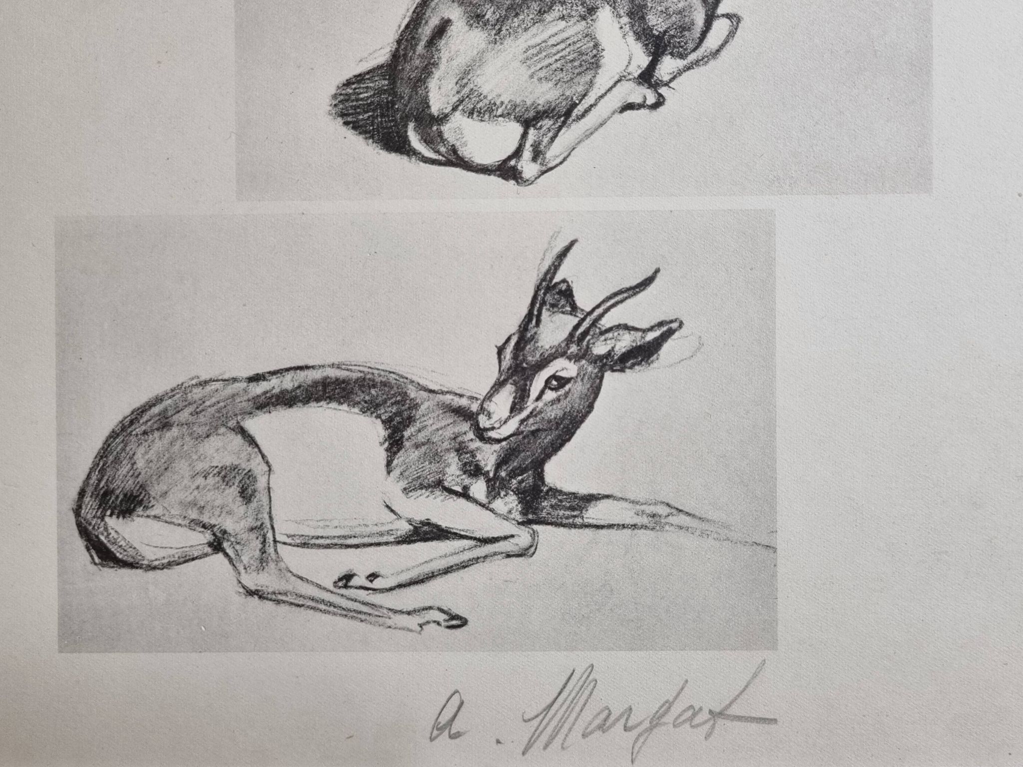 Planche illustrée, Études de Gazelle, Signée André Margat, 1930-1950