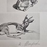 Illustrated plate, Gazelle Studies, Signed André Margat, 1930-1950