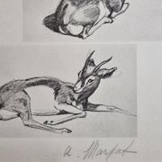 Planche illustrée, Études de Gazelle, Signée André Margat, 1930-1950