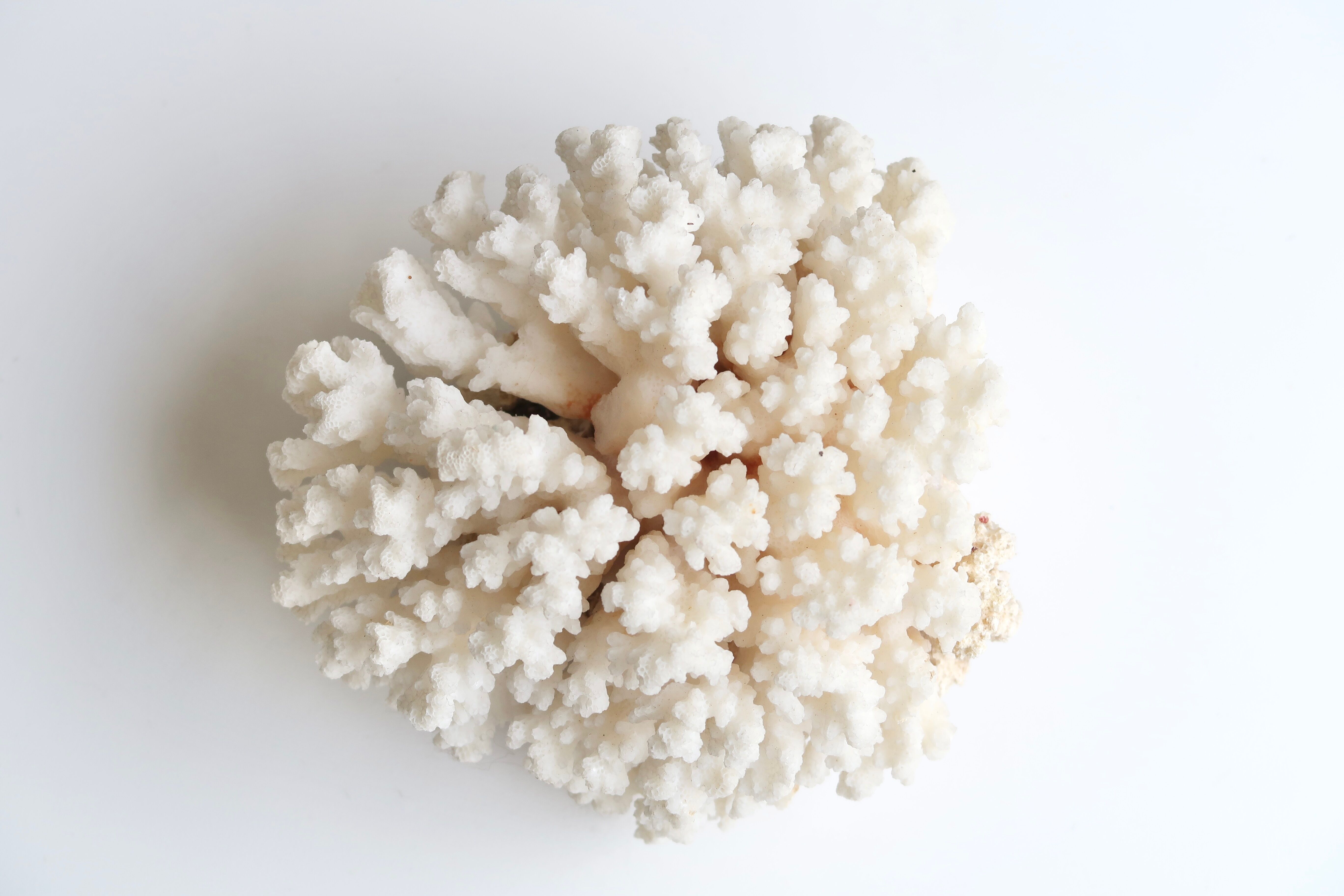 Corail blanc années 70
