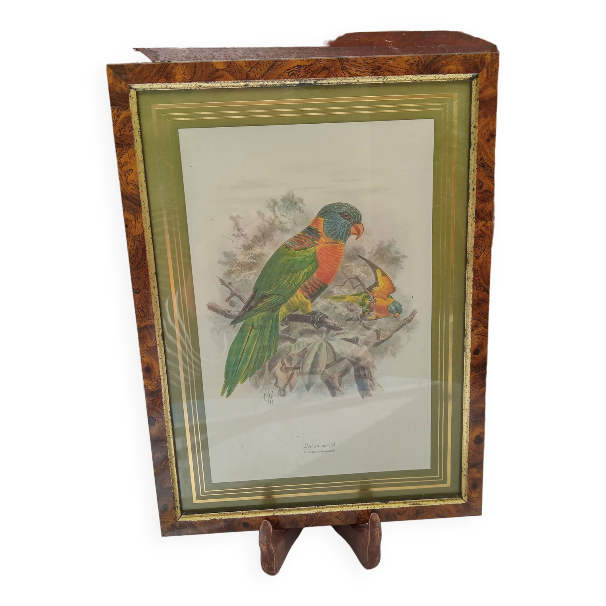 Tableau oiseau Lori