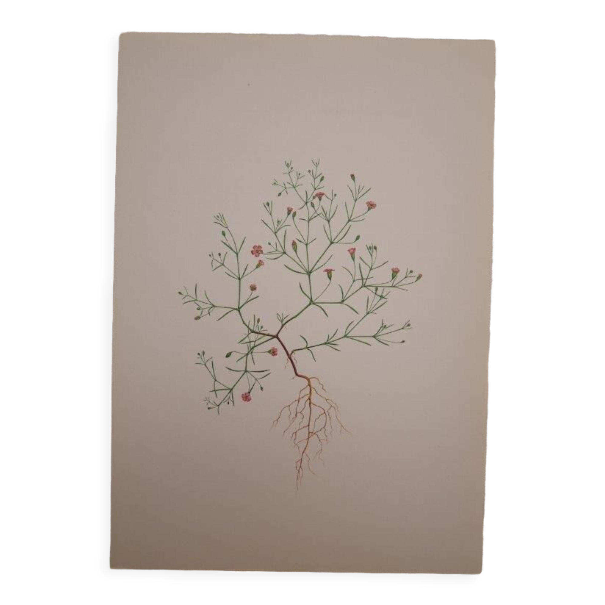 Botanical plate Gypsophila of the walls