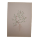 Planche botanique Gypsophile  des murailles