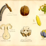 Walnut, botanical engraving, 1874