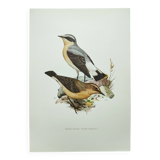 Old bird board from the 1960s - Wheatear - nature and countryside image