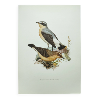 Old bird board from the 1960s - Wheatear - nature and countryside image
