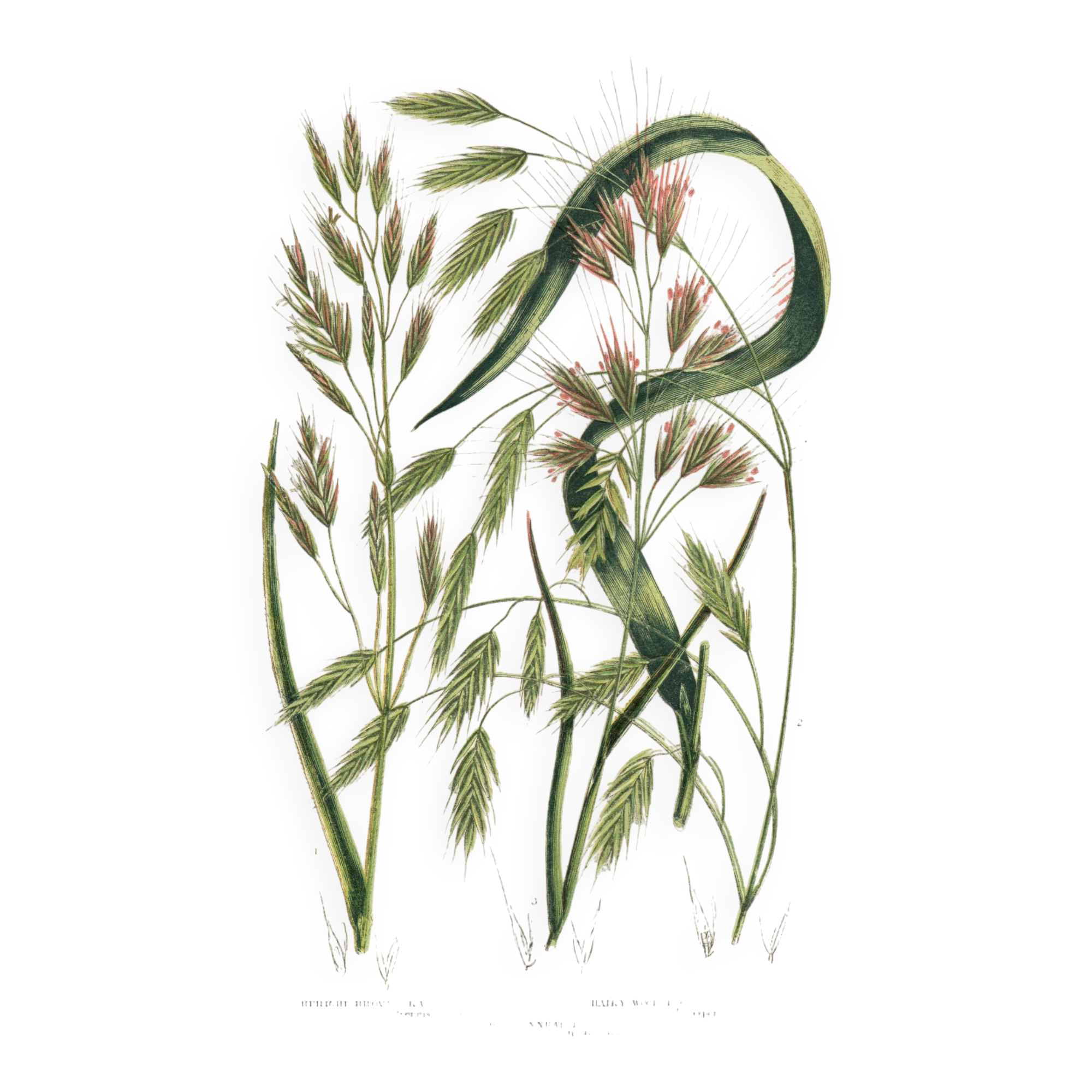 Engraving from 1889 - Straight Herbs by A. Pratt - Botanical lithograph