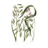 Engraving from 1889 - Straight Herbs by A. Pratt - Botanical lithograph