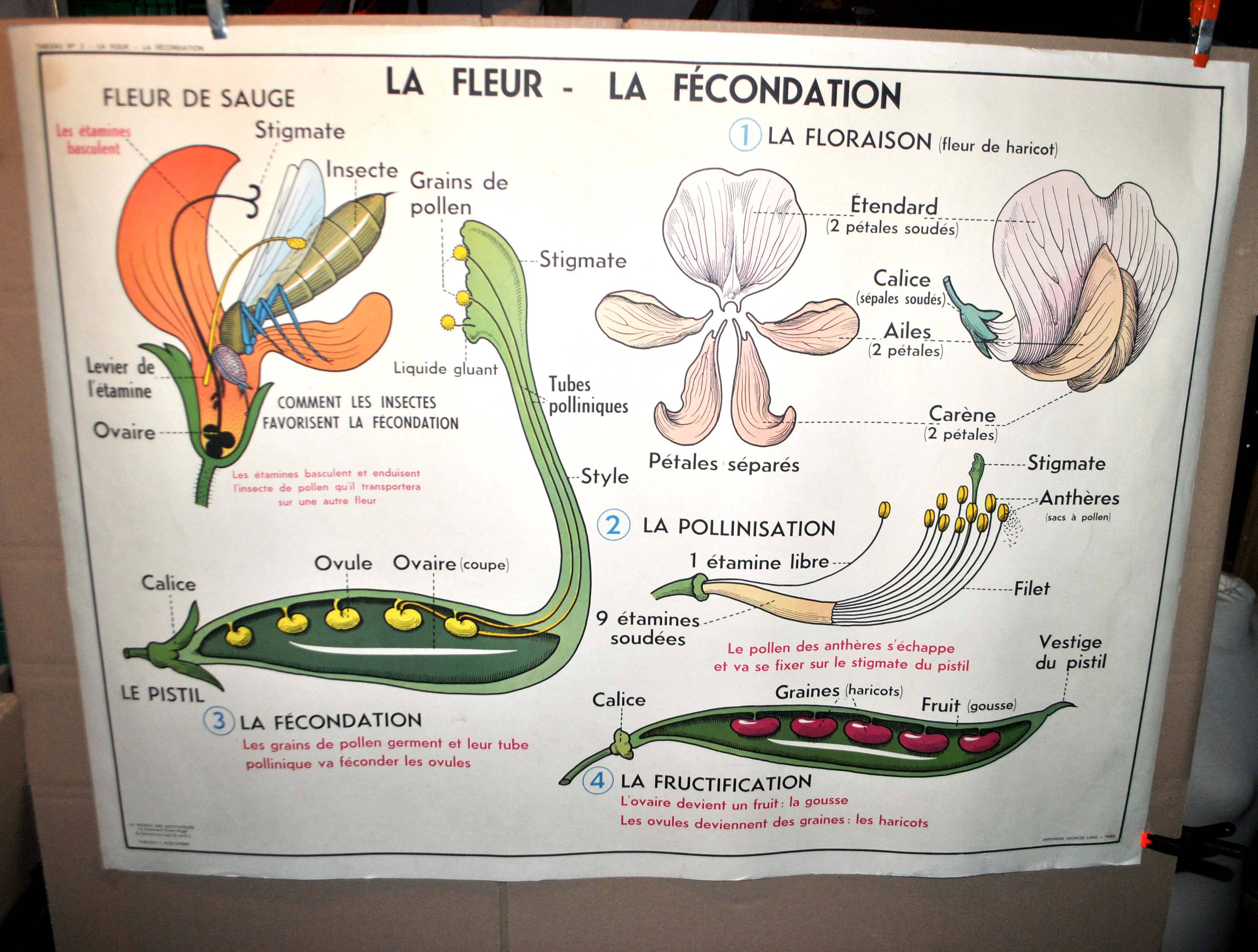 Nature school educational poster "plant multiplication" "the fertilization of a flower" lang