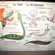 Nature school educational poster "plant multiplication" "the fertilization of a flower" lang