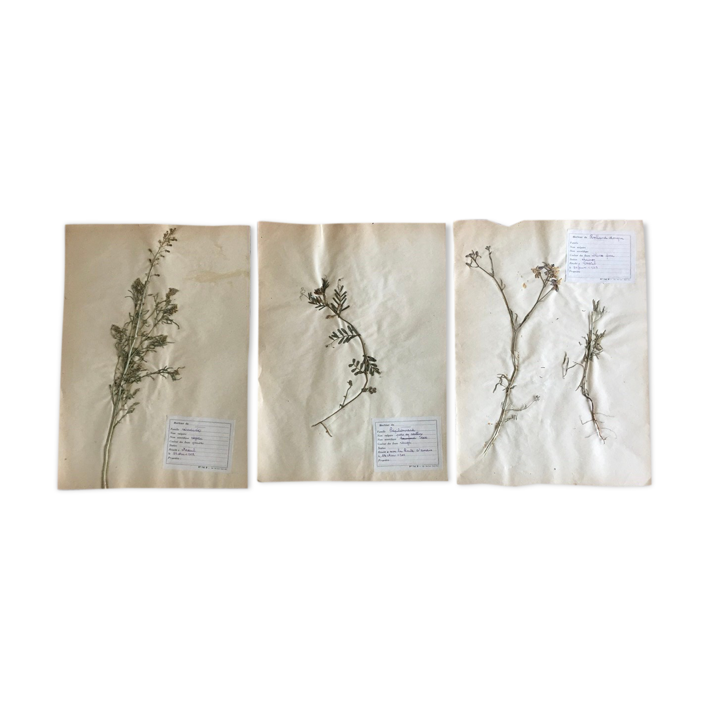 Lot de 3 planches d’herbier