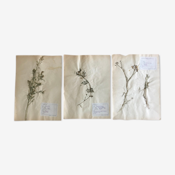 Lot de 3 planches d’herbier