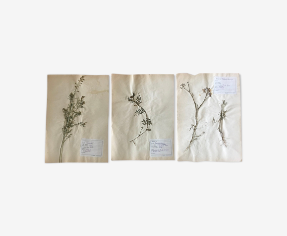 Lot de 3 planches d’herbier