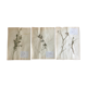 Lot de 3 planches d’herbier