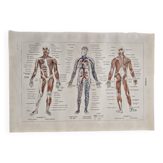 Old illustrated plate on "the human body"