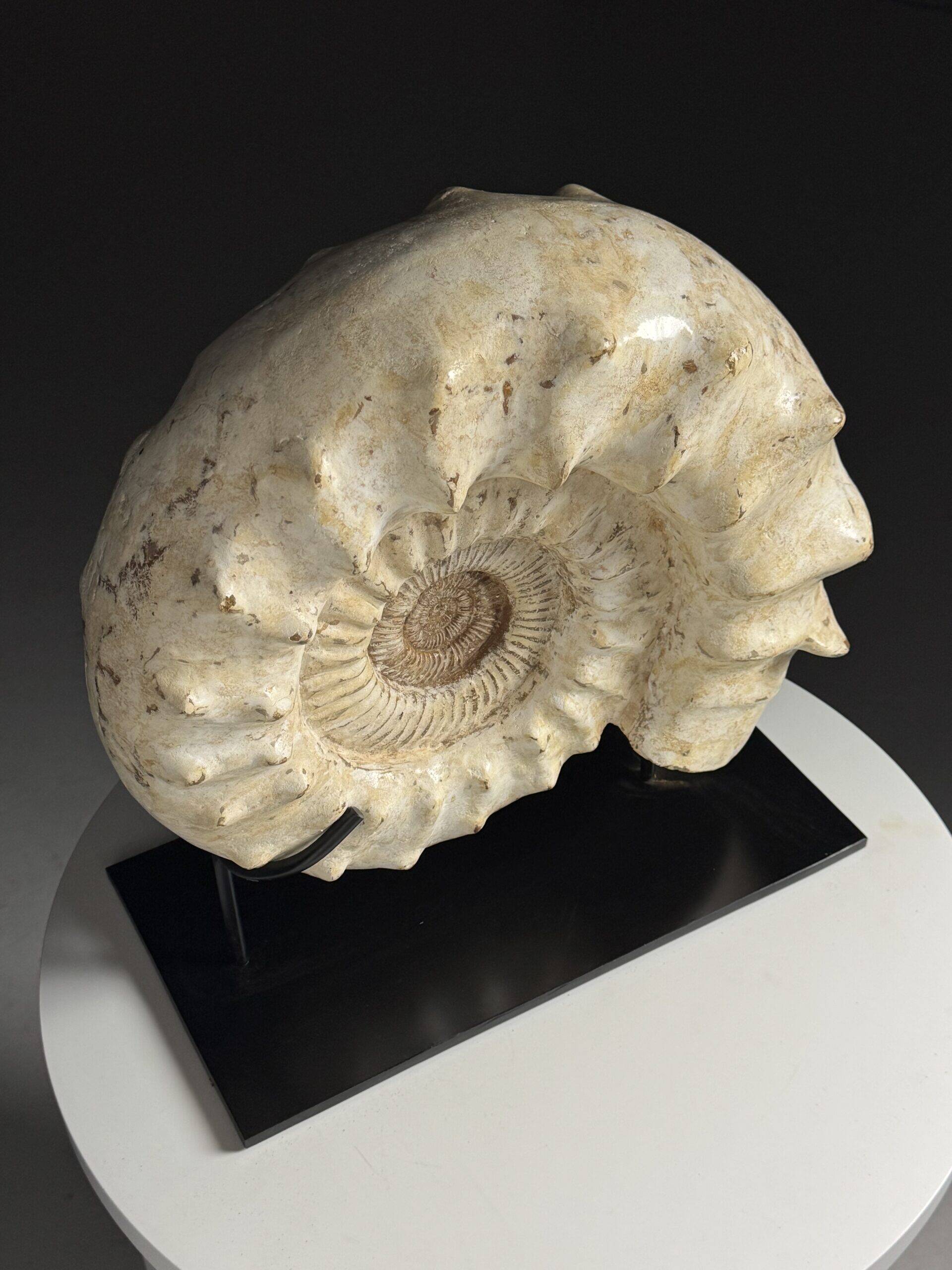 Fossile d'ammonite sur support