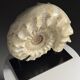 Fossile d'ammonite sur support