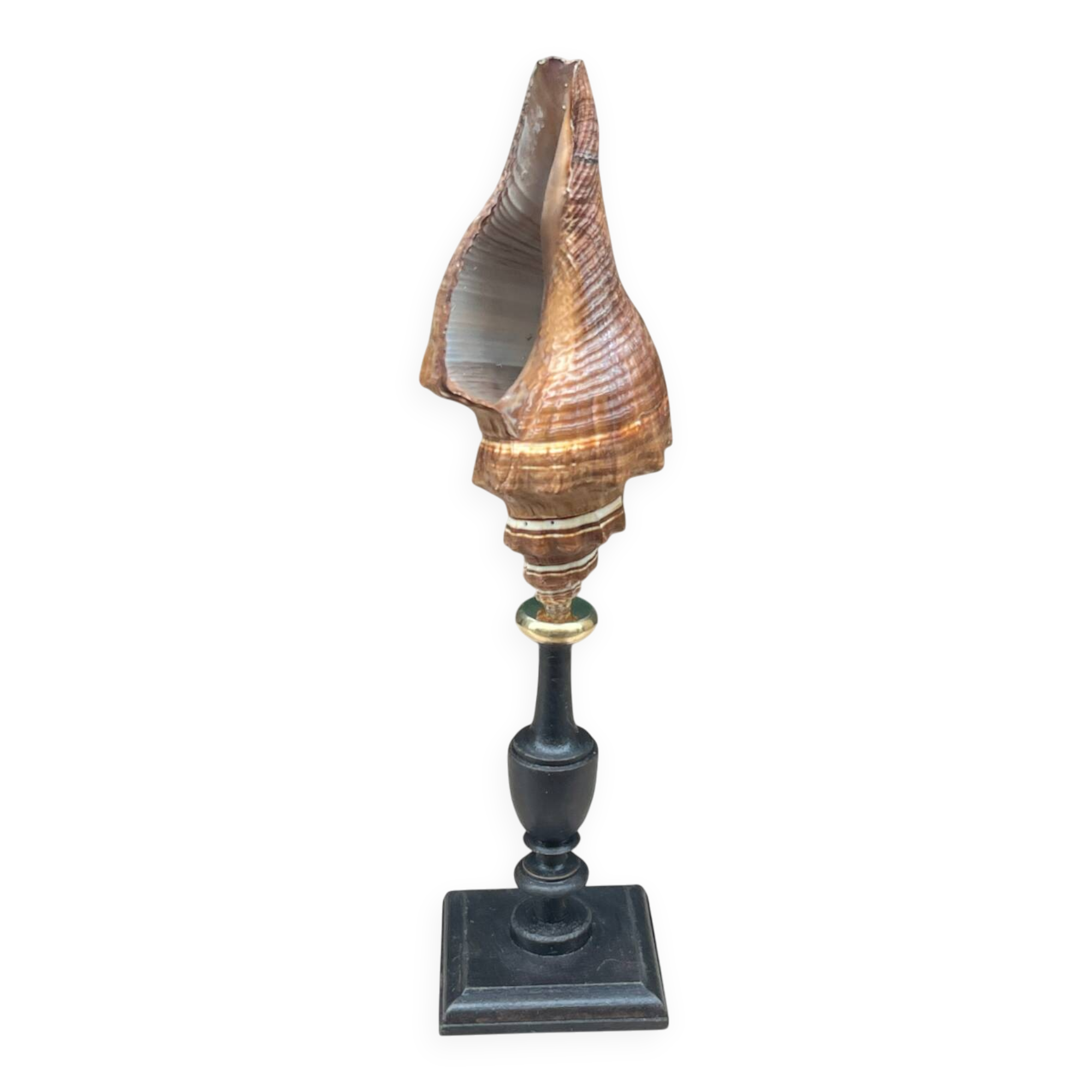 Ancien coquillage Pugilina sur socle en bois tourné - cabinet de curiosités