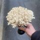 Corail blanc naturel ancien sur socle en bois tourné napoléon iii xixe cabinet de curiosités
