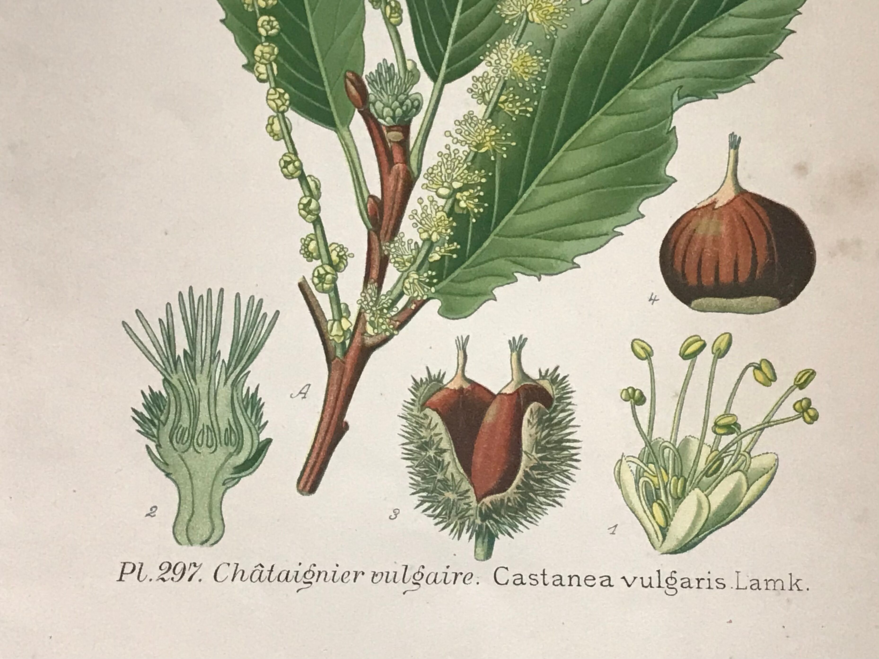 Old botanical plates XIXth